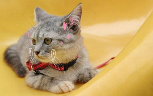 猫咪会感染新型冠状病毒吗