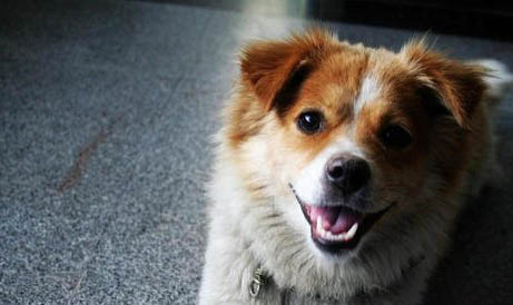 哪里有宠物训犬学校
