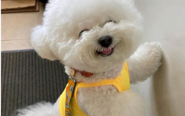 狗狗拉血了还有救吗?