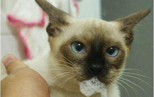 化毛膏多久给猫咪吃一次好？