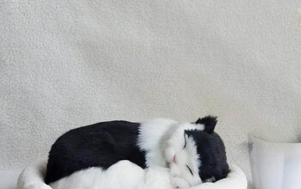 请问猫咪呕吐的原因及处理方法?