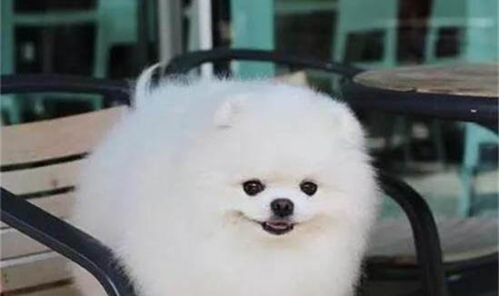 大型犬都有哪些品种?