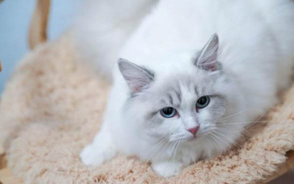 猫咪吃的止痛药有哪些