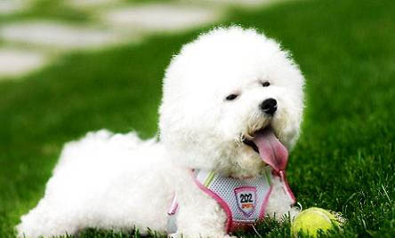比熊犬胆子太小了