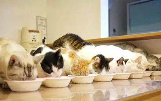 猫咪可以吃板栗仁吗