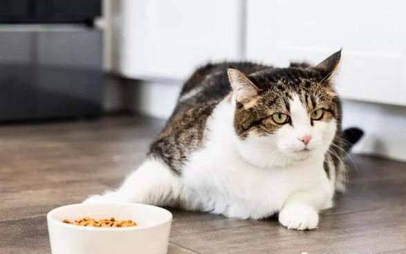 小猫吃完猫粮突然吐了是为啥