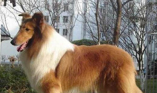 狗狗焦虫病晚期有哪些症状