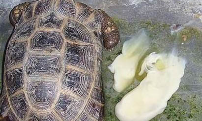 缅甸陆龟吃什么