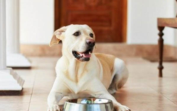 狗狗能吃核桃仁吗