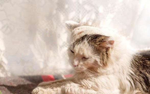 两个月小猫能吃罐头吗
