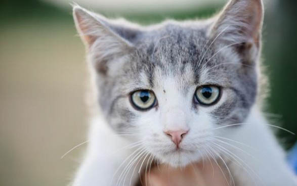 猫咪吃过了鸡蛋黄一般要多久再吃一次