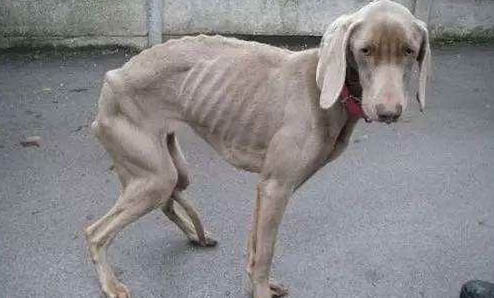 狗狗什么时候注射疫苗