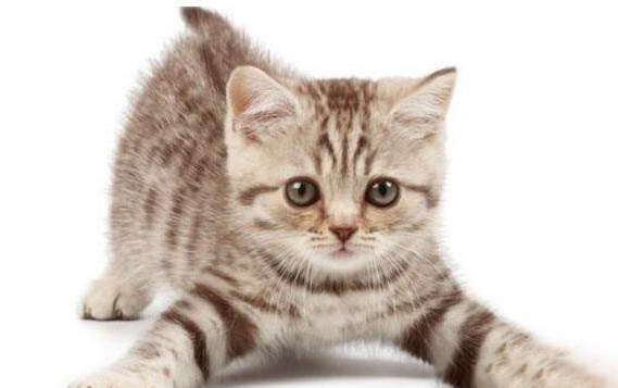 猫多久不吃东西会饿死