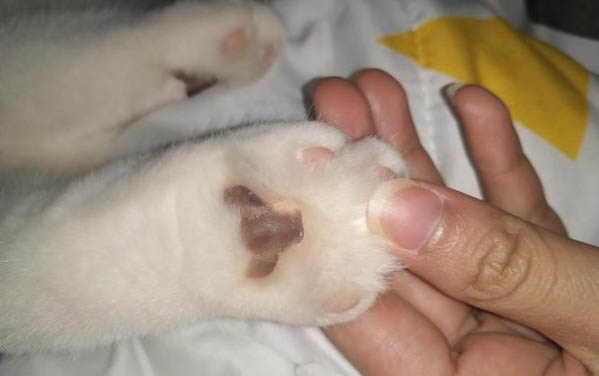 猫眉毛秃了是怎么回事?