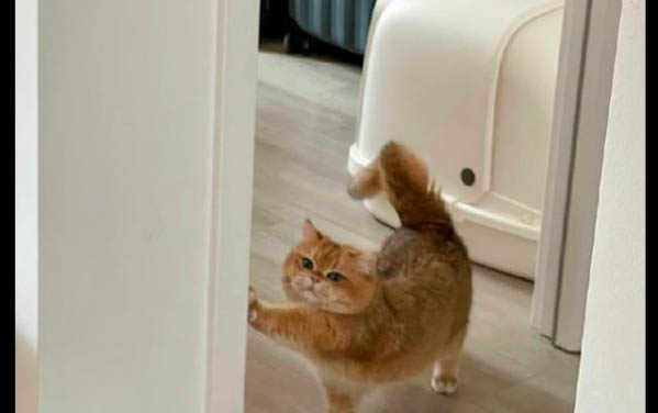 猫咪大便里有血怎么回事啊?