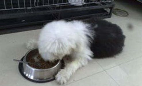 大型犬有哪些 大型犬品种大全