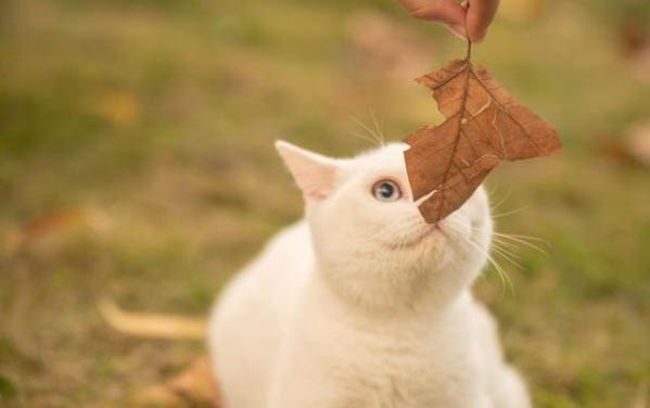 猫咪胰腺炎后的饮食注意有哪些