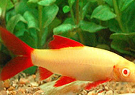 彩虹鲨变色怎么办