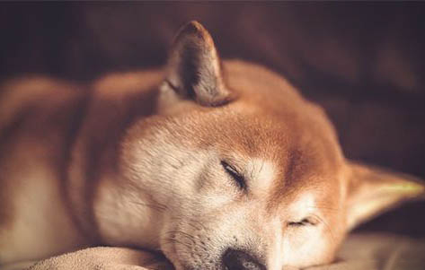 黑柴犬和黄柴犬哪个贵