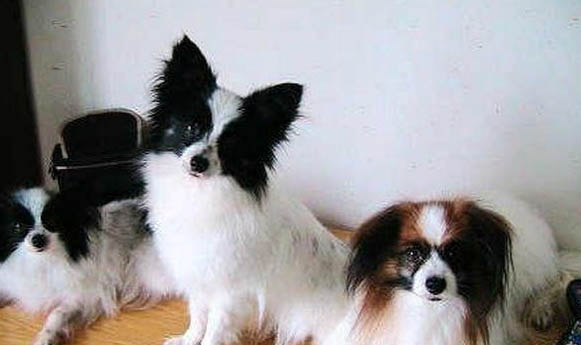 蝴蝶犬鼻子热是什么原因