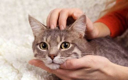 猫多久发情一次
