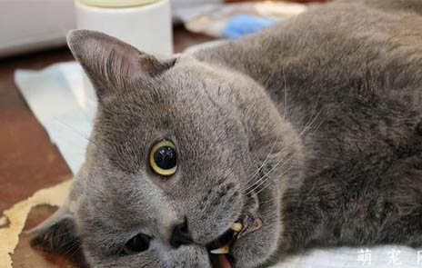 猫咪眼睛得了结膜炎怎么办