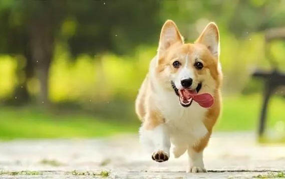 狗狗不吃东西还呕吐怎么回事