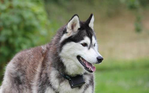 犬瘟热潜伏期最长多久
