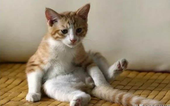 猫抓板的制作方法