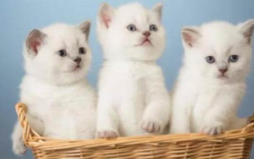 请问猫咪呕吐的原因及处理方法？