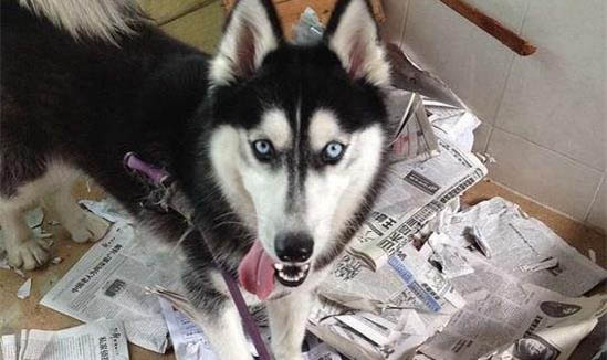 狗狗的营养膏猫咪可以吃吗