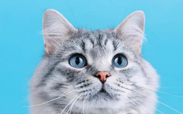 猫冠状病毒如何抑制变异