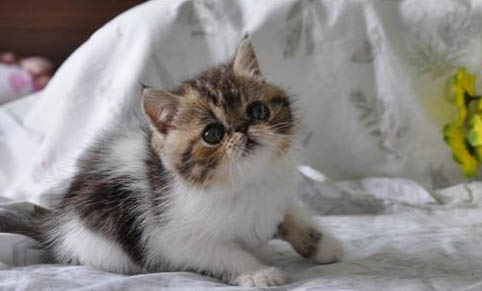 50天的猫咪可以抱回家吗?