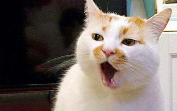 捡的小猫需要打疫苗吗