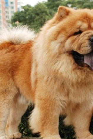 松狮犬皮肤病治疗注意事项有哪些