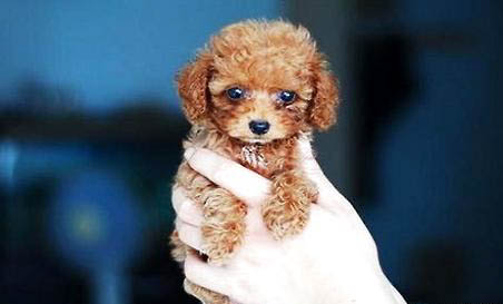 贵宾犬手术伤口多久恢复
