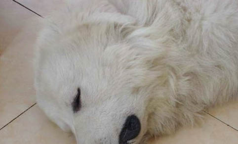 狗狗球虫病要怎么治疗