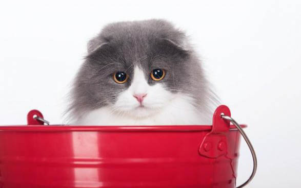 折耳猫发病几率高吗?