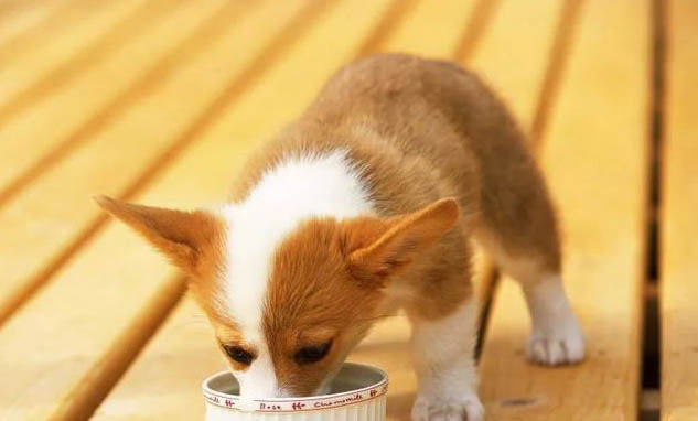 幼犬如何正确喂食