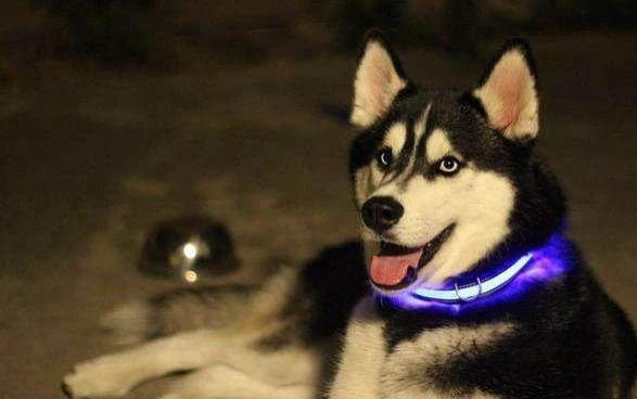 狗狗的耳朵种类有哪些?