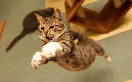 猫咪生产前会叫吗
