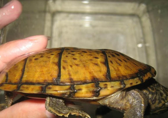 麝香龟最大能长多大