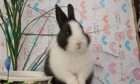 兔子毛球症有什么症状