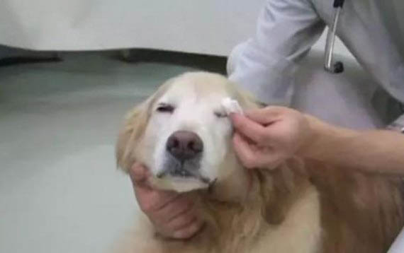 狗狗多久剪一次指甲?
