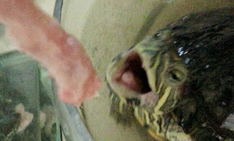巴西龟能不能放水里养
