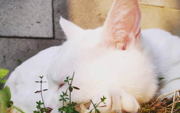 猫几个月的时候发情