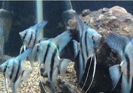 七彩神仙鱼和什么鱼可以混养