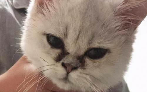 猫会笑吗?