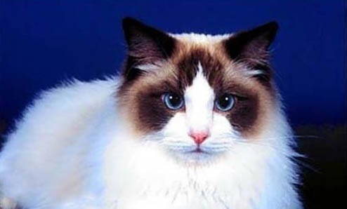 布偶猫能长到多少斤