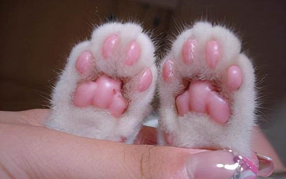 小猫的猫癣的初期症状是什么